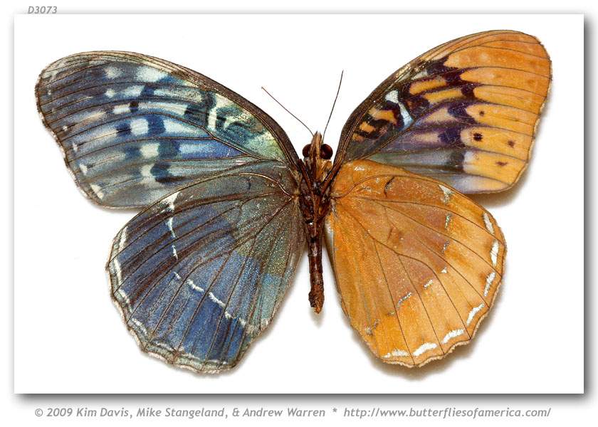 Speyeria diana (bilateral gynandromorph, verso, Union Co., GA, Coopers Creek WMA, 6-10-1988) (Internet Image property of respective owner, non-commercial use only)